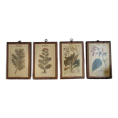 Lot de 4  planches botaniques avec cadres en bois