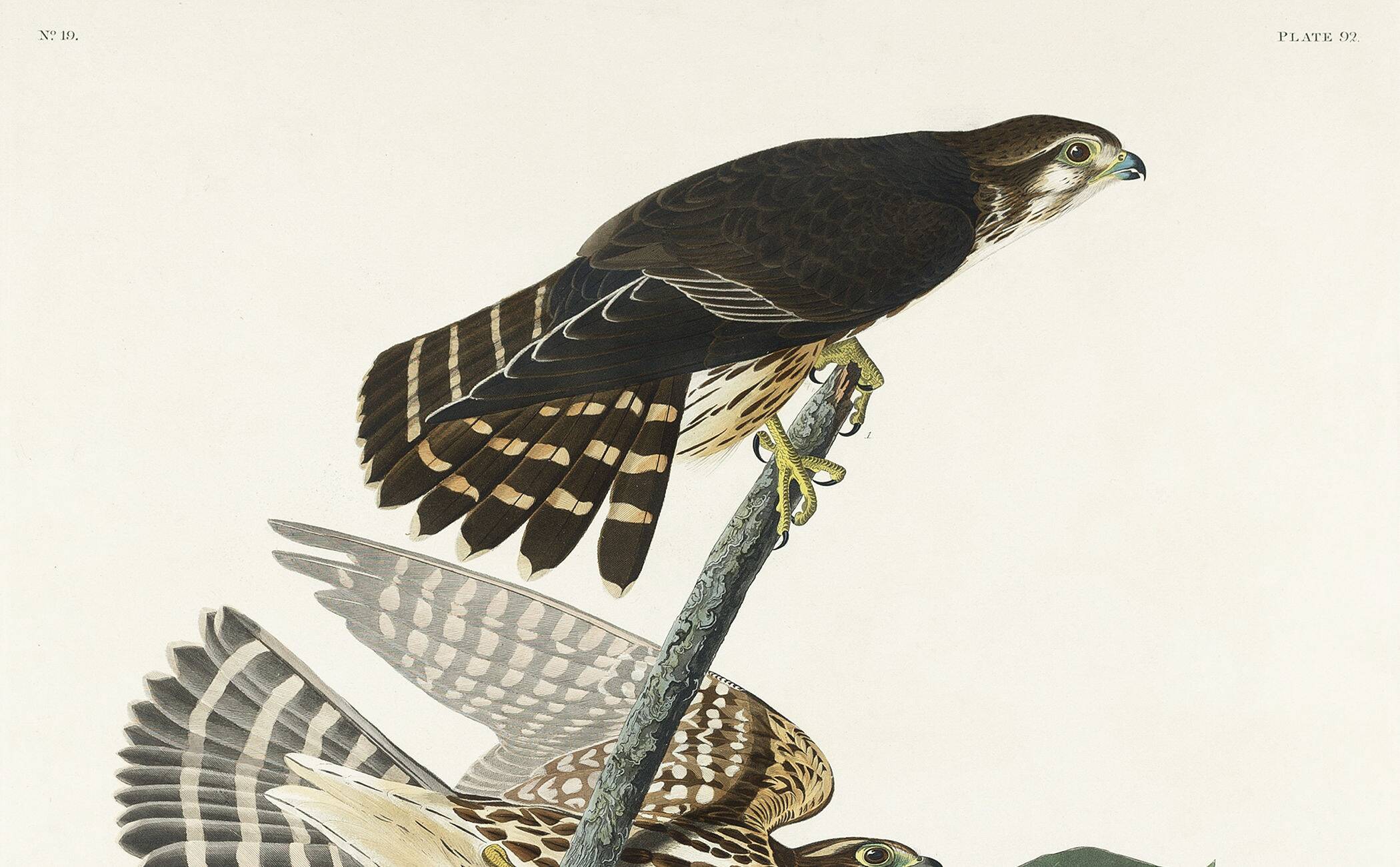 Poster about the Merlin, based on an old engraving from 1827.