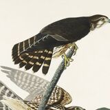 Poster about the Merlin, based on an old engraving from 1827.