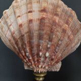 Cabinet de Curiosités coquillage nodipecten subnodosus sur socle