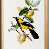 Poster about the Jacamar (exotic bird), based on an old engraving
