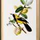 Poster about the Jacamar (exotic bird), based on an old engraving