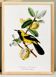 Poster about the Jacamar (exotic bird), based on an old engraving
