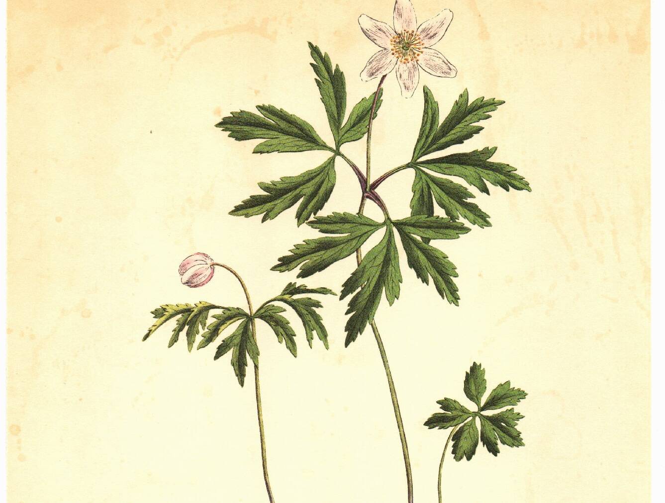 Illustration ancienne 1959 - Anémone des bois. Planche de fleurs naturel