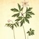Illustration ancienne 1959 - Anémone des bois. Planche de fleurs naturel