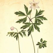 Old illustration 1959 - Wood anemone. Natural flower plate.