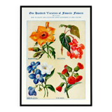 Affiche sur la bartonie, le bégonia, la browallie et la cacalie