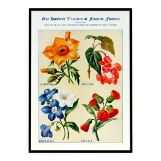 Poster featuring bartonia, begonia, browallia, and cacalia