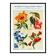 Poster featuring bartonia, begonia, browallia, and cacalia