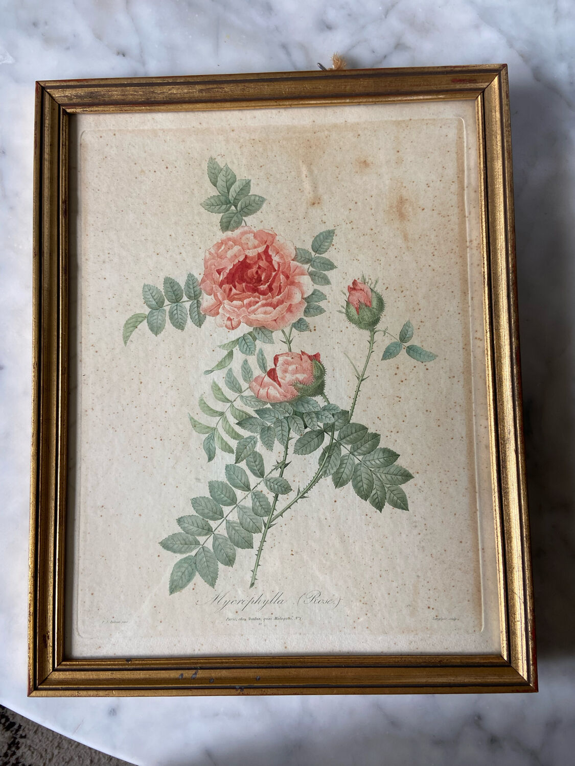 Ancient botanical poster
