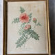 Ancient botanical poster