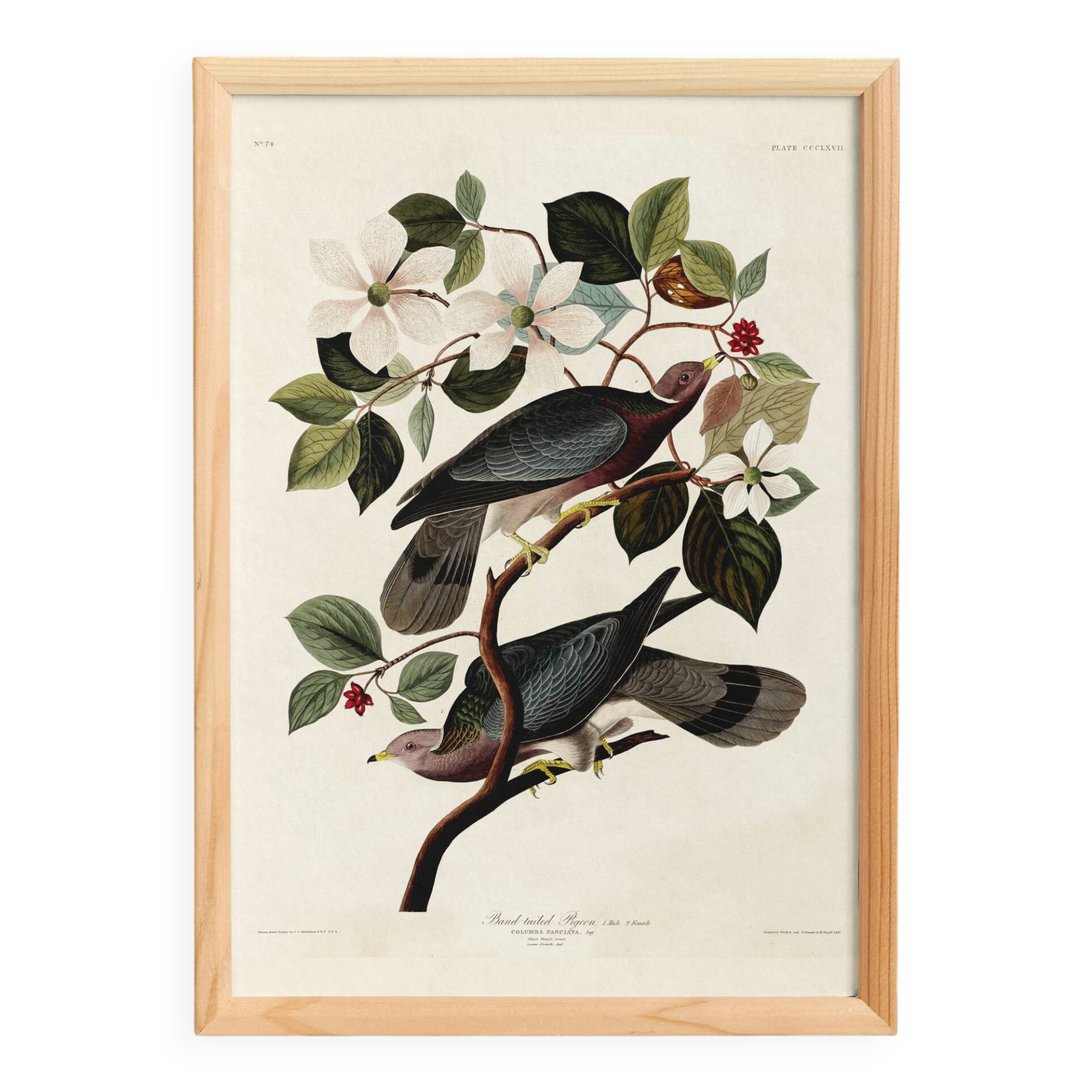 Poster of the Barred-tailed Pigeon, after an old engraving from 1827