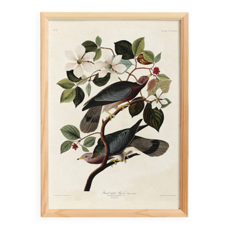 Poster of the Barred-tailed Pigeon, after an old engraving from 1827