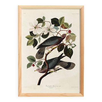 Poster of the Barred-tailed Pigeon, after an old engraving from 1827