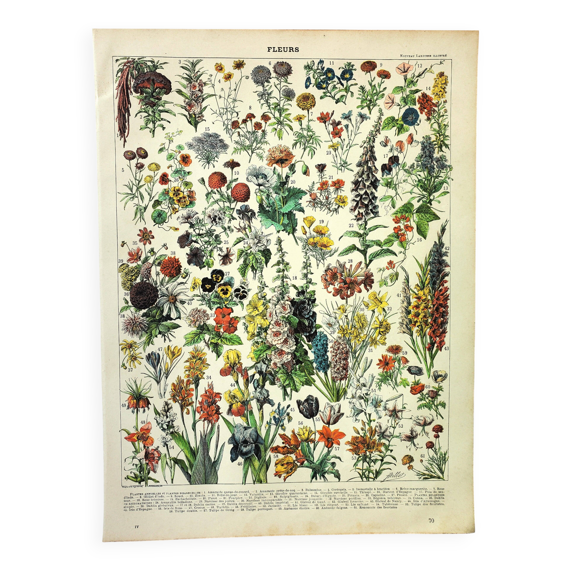 Gravure botanique 1897 A. Millot - Fleurs et plantes