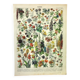 Botanical engraving 1897 A. Millot - Flowers and plants 1