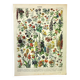 Gravure botanique 1897 A. Millot - Fleurs et plantes