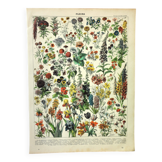 Botanical engraving 1897 A. Millot - Flowers and plants 1