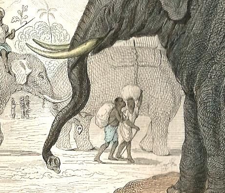 Original zoological plank "Elephant" Buffon 1848