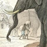 Original zoological plank "Elephant" Buffon 1848