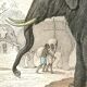 Planche zoologique originale "Eléphant" Buffon 1848