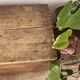 Vintage wooden trunk