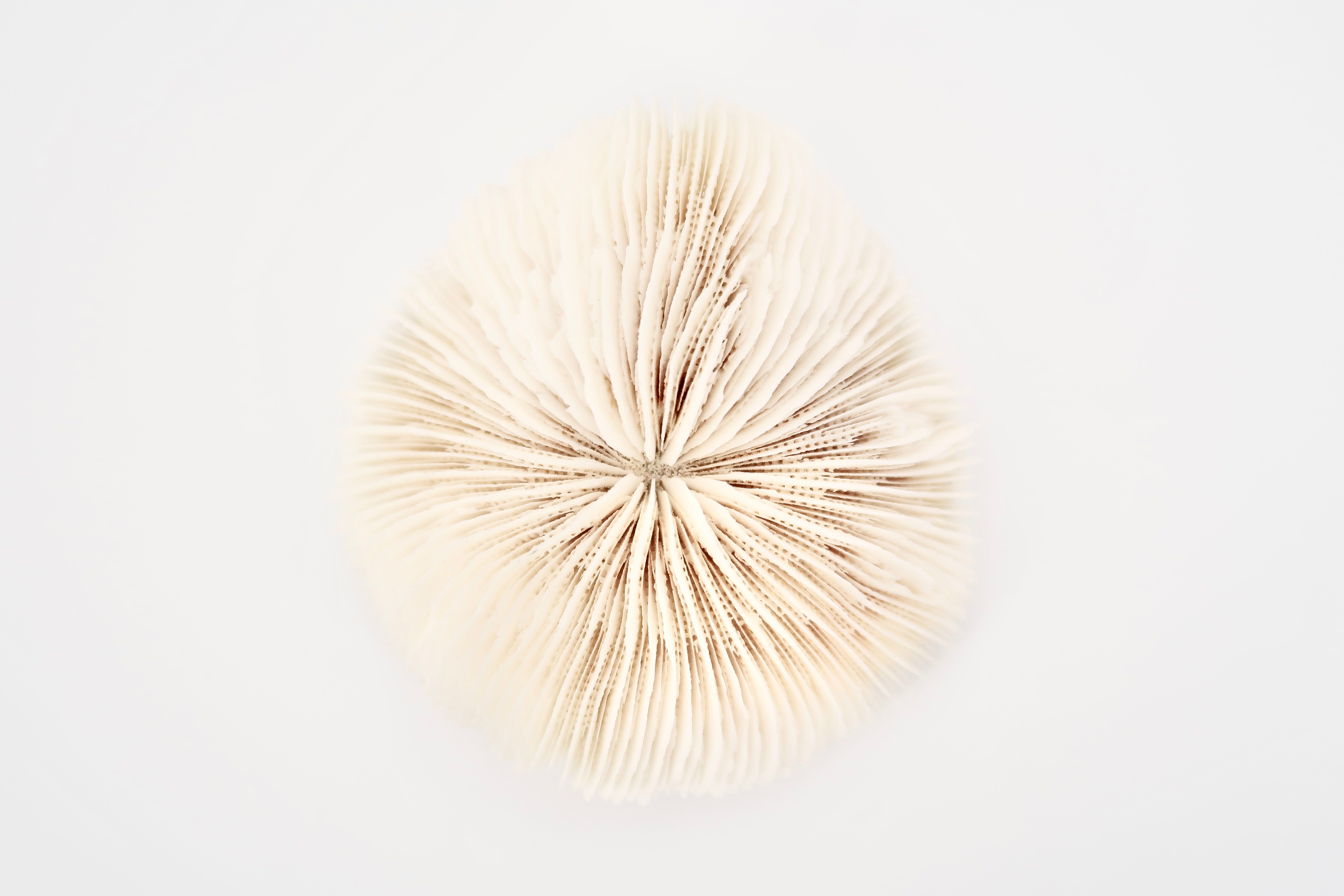 Corail blanc naturel, années 70