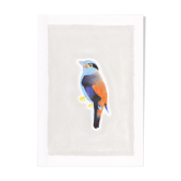 Oiseau "eurylaine" dessin original
