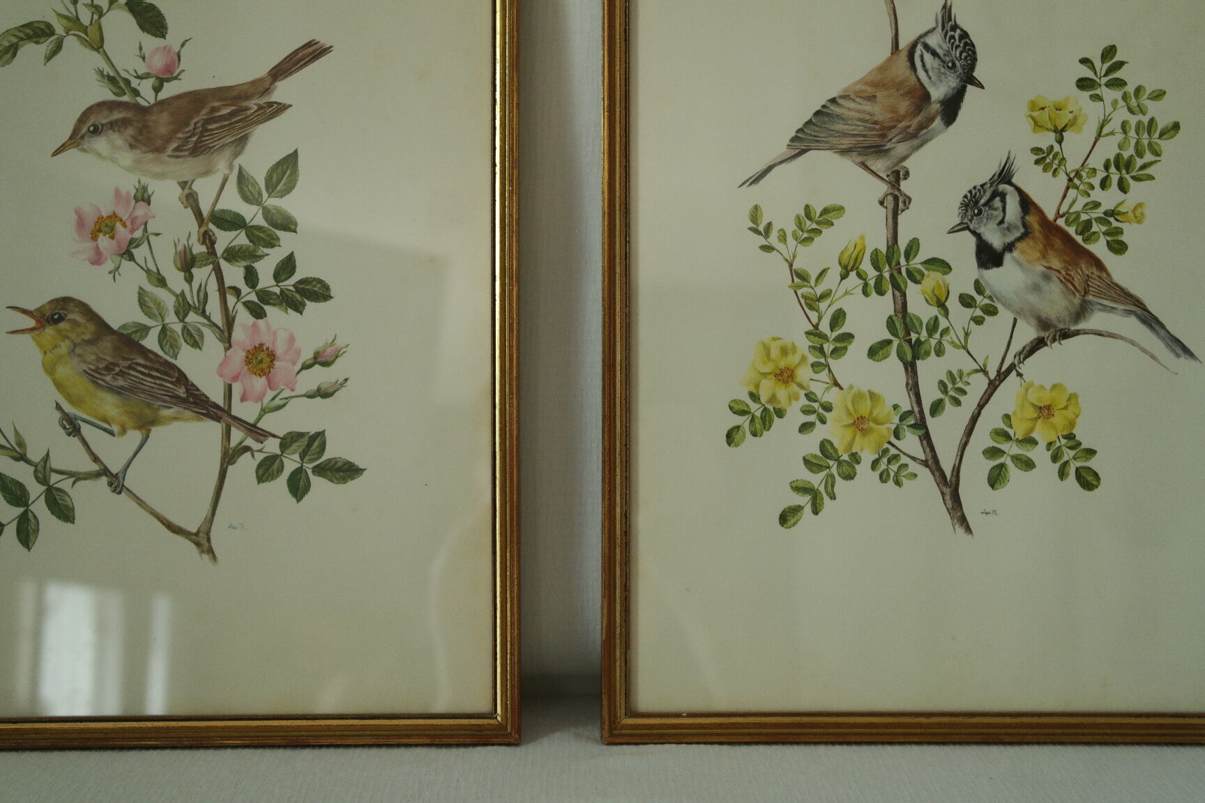 Paire de lithographies oiseaux sous cadre vintage