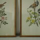 Paire de lithographies oiseaux sous cadre vintage