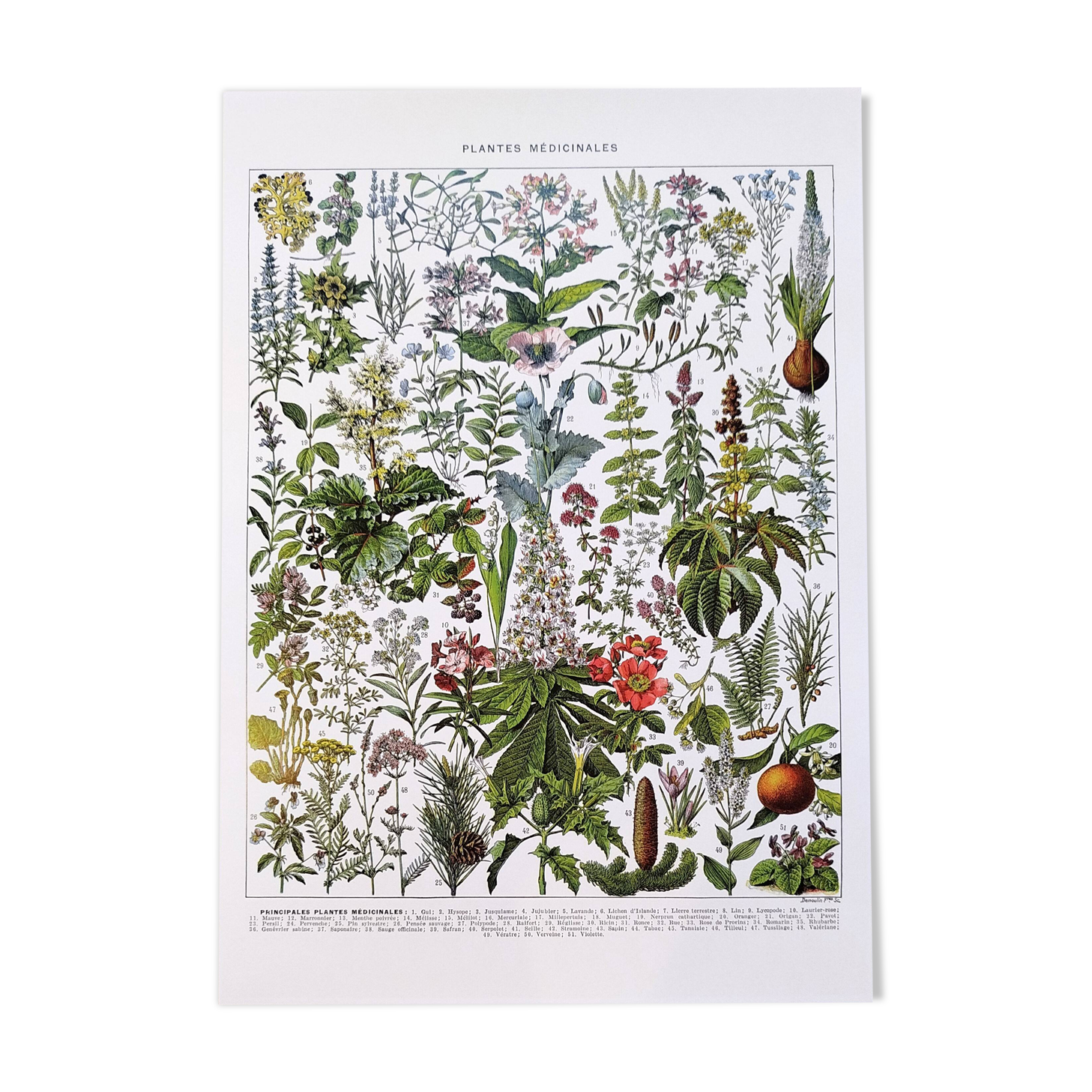 Affiche sur les plantes médicinales "gui", d'après une lithographie de 1928