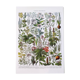 Poster on medicinal plants "mistletoe", based on a 1928 lithograph