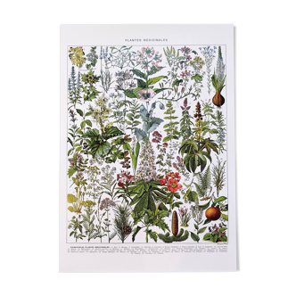 Poster on medicinal plants "mistletoe", based on a 1928 lithograph