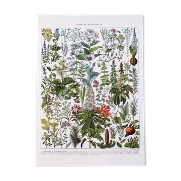 Affiche sur les plantes médicinales "gui", d'après une lithographie de 1928