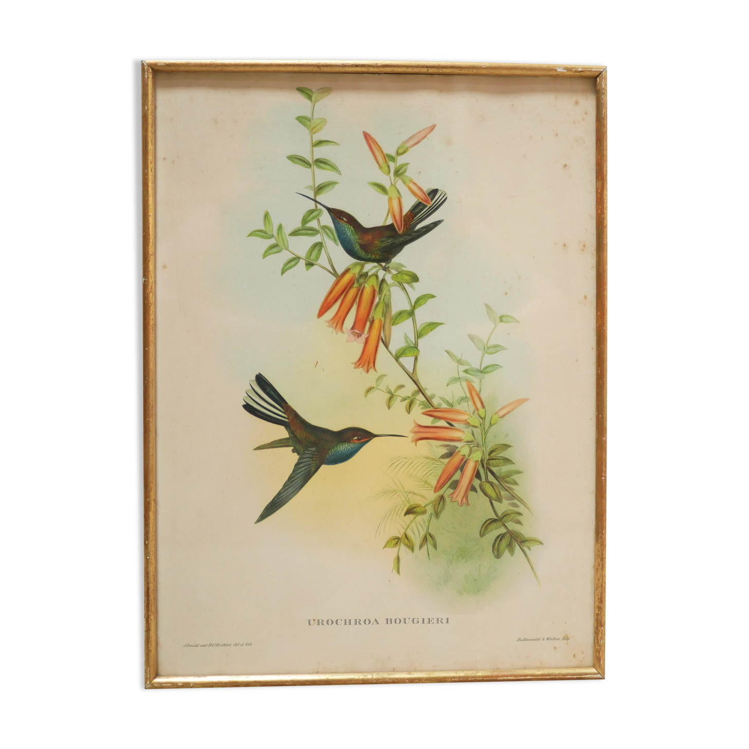 Vintage bird lithograph by J. Gould and H-C Richter