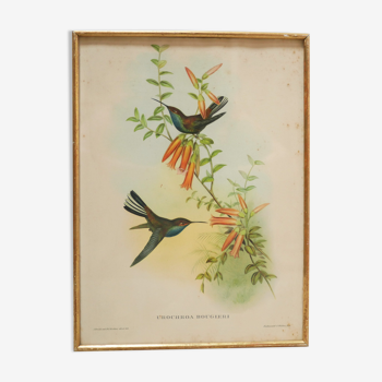 Vintage bird lithograph by J. Gould and H-C Richter