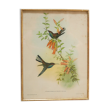 Vintage bird lithograph by J. Gould and H-C Richter