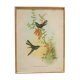 Vintage bird lithograph by J. Gould and H-C Richter