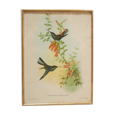 Lithographie oiseaux vintage par J. Gould et H-C Richter