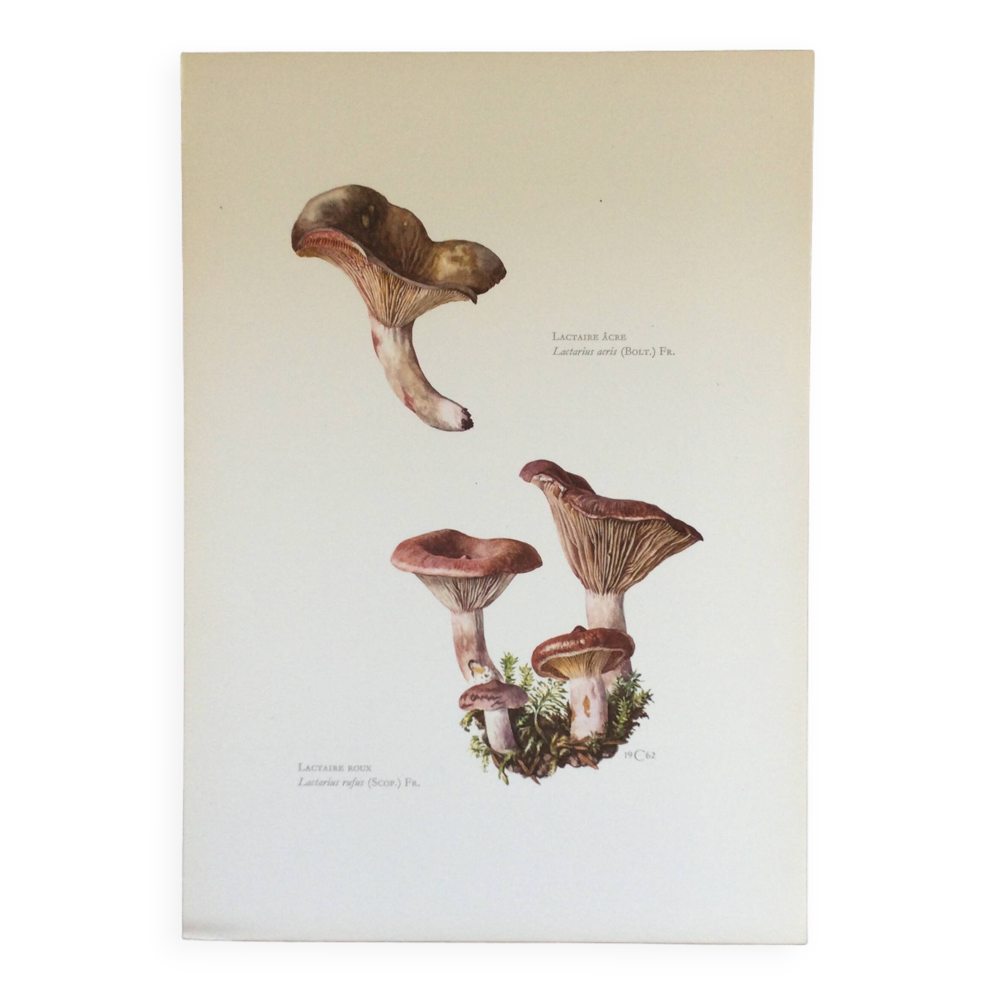 Botanical illustration "mushrooms", 1960s