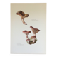Illustration botanique "champignons", années 60