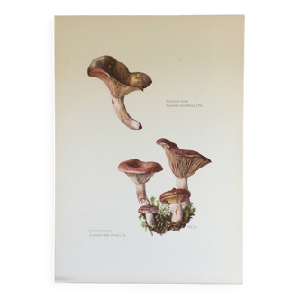 Botanical illustration "mushrooms", 1960s