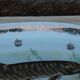 Large French porcelain dish L.C – Painted pike & gilded frieze