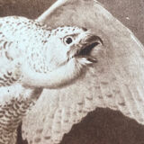 Planche vintage originale oiseau faucon