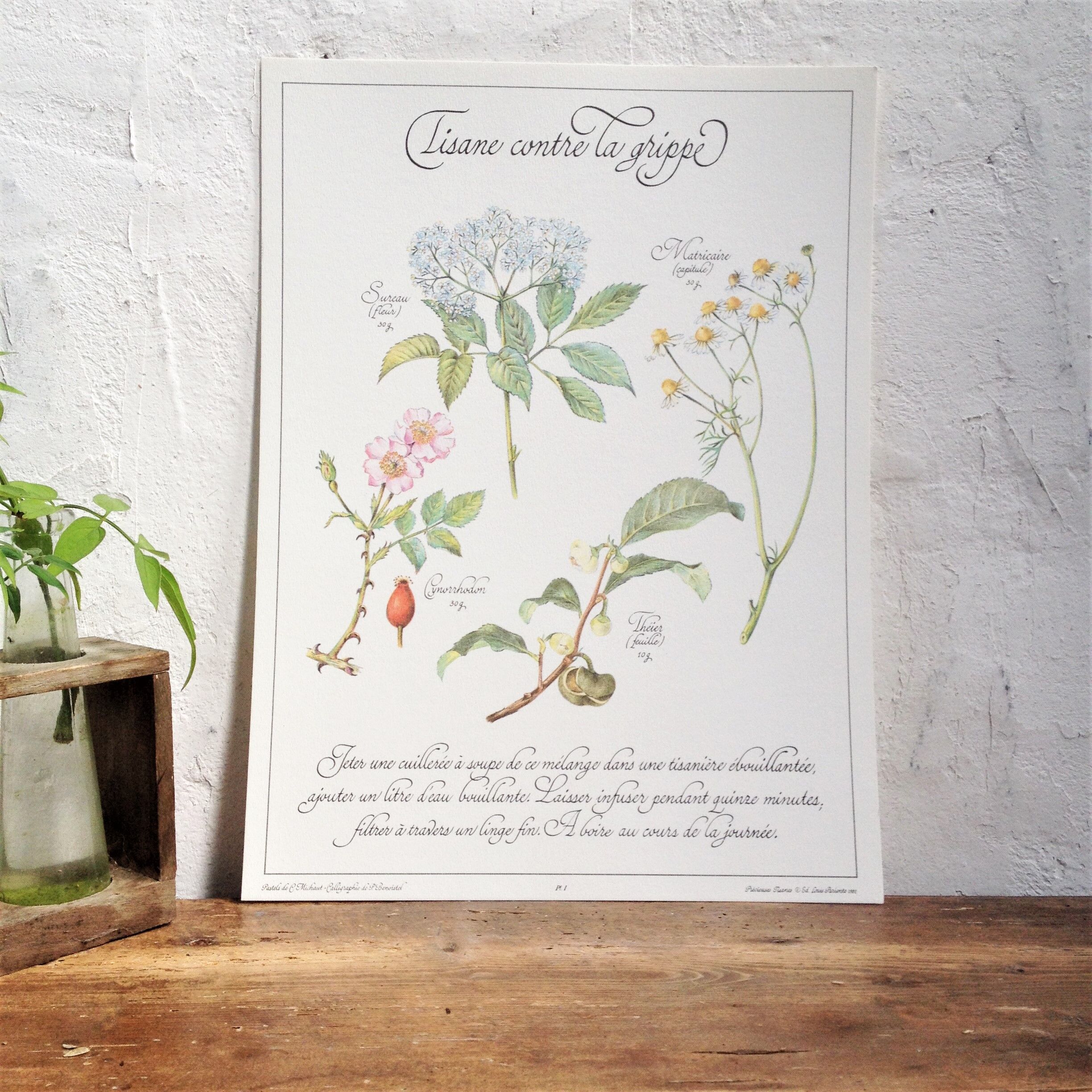 Botanical poster is a tisane