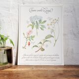 Affiche botanique tisane