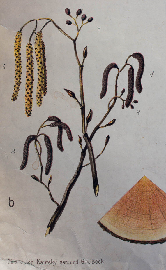 Poster alder tree by Joh. Kautsky sen und g. c. Beck for Gerold & Sohn 1879