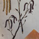 Poster alder tree by Joh. Kautsky sen und g. c. Beck for Gerold & Sohn 1879