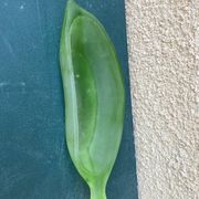 Superb Vintage Frosted Green Glass Bowl / Catchall