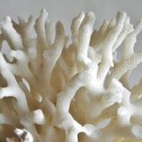 Corail blanc 13 x 10 cm